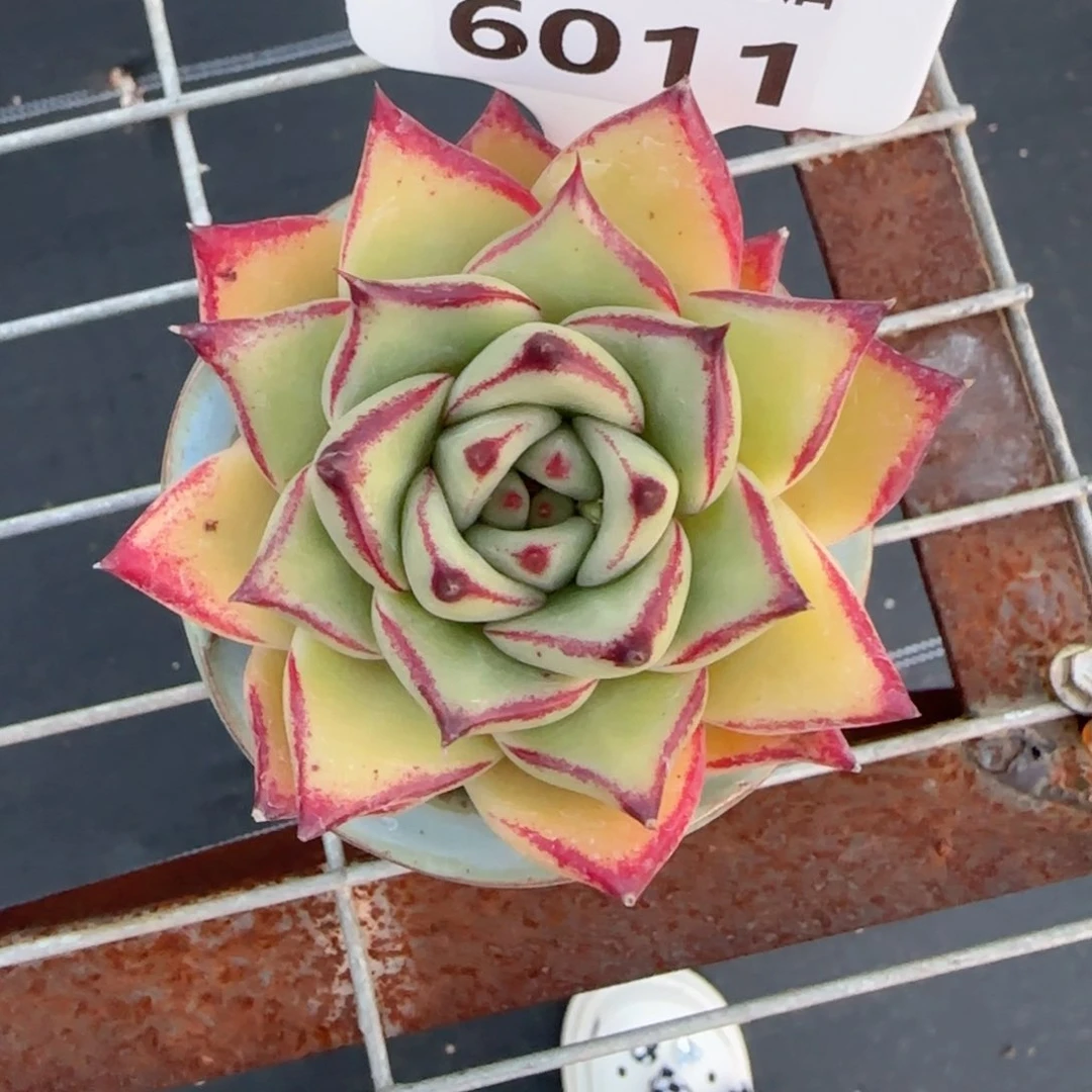 ＂***?多肉植物6011带盆