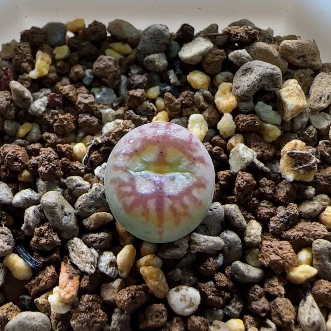 S***.1-31-新年福利8.8折带盆