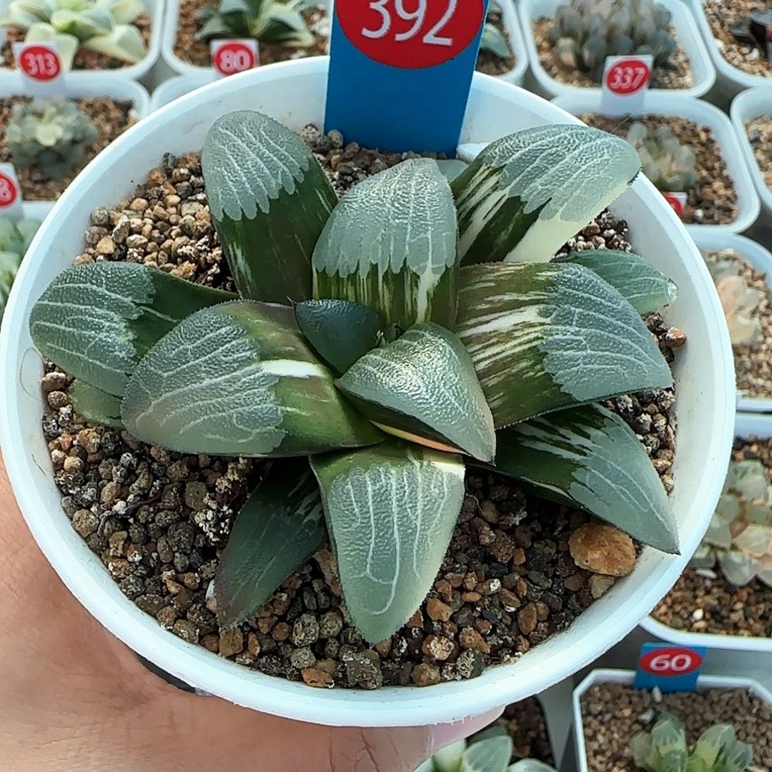 392号糯窗朱庇特克锦一物一拍带盆