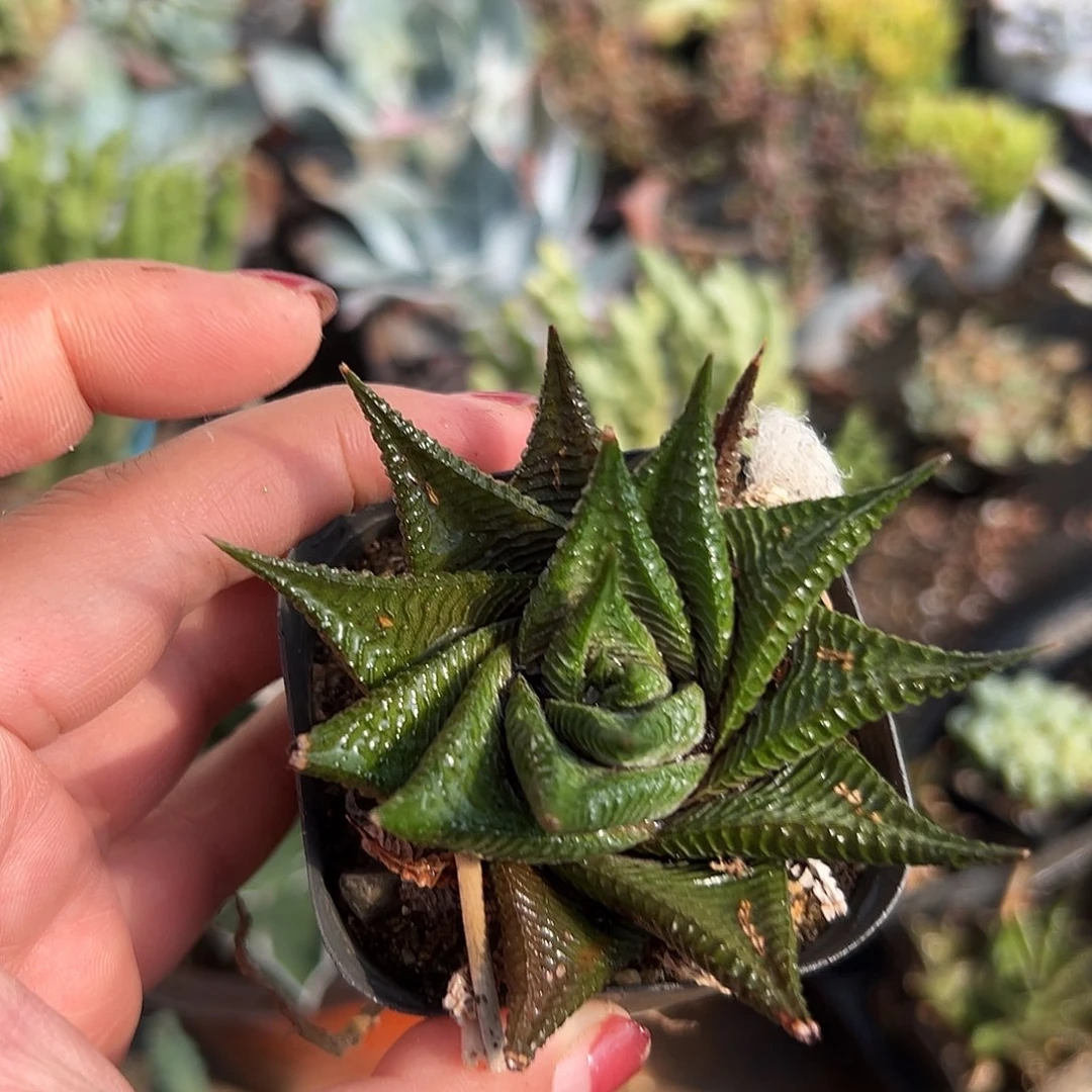 多肉植物多肉植物