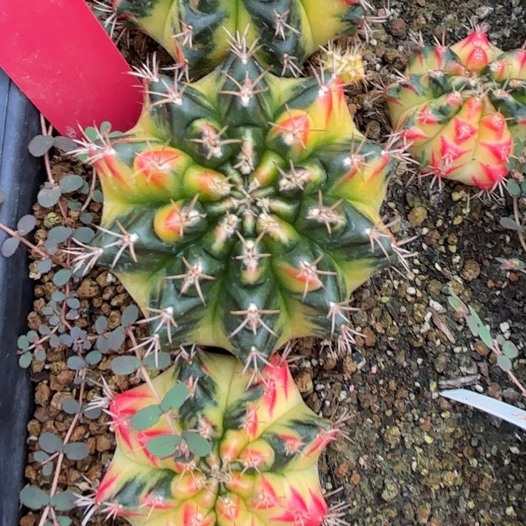 187-1117泰国发货多肉