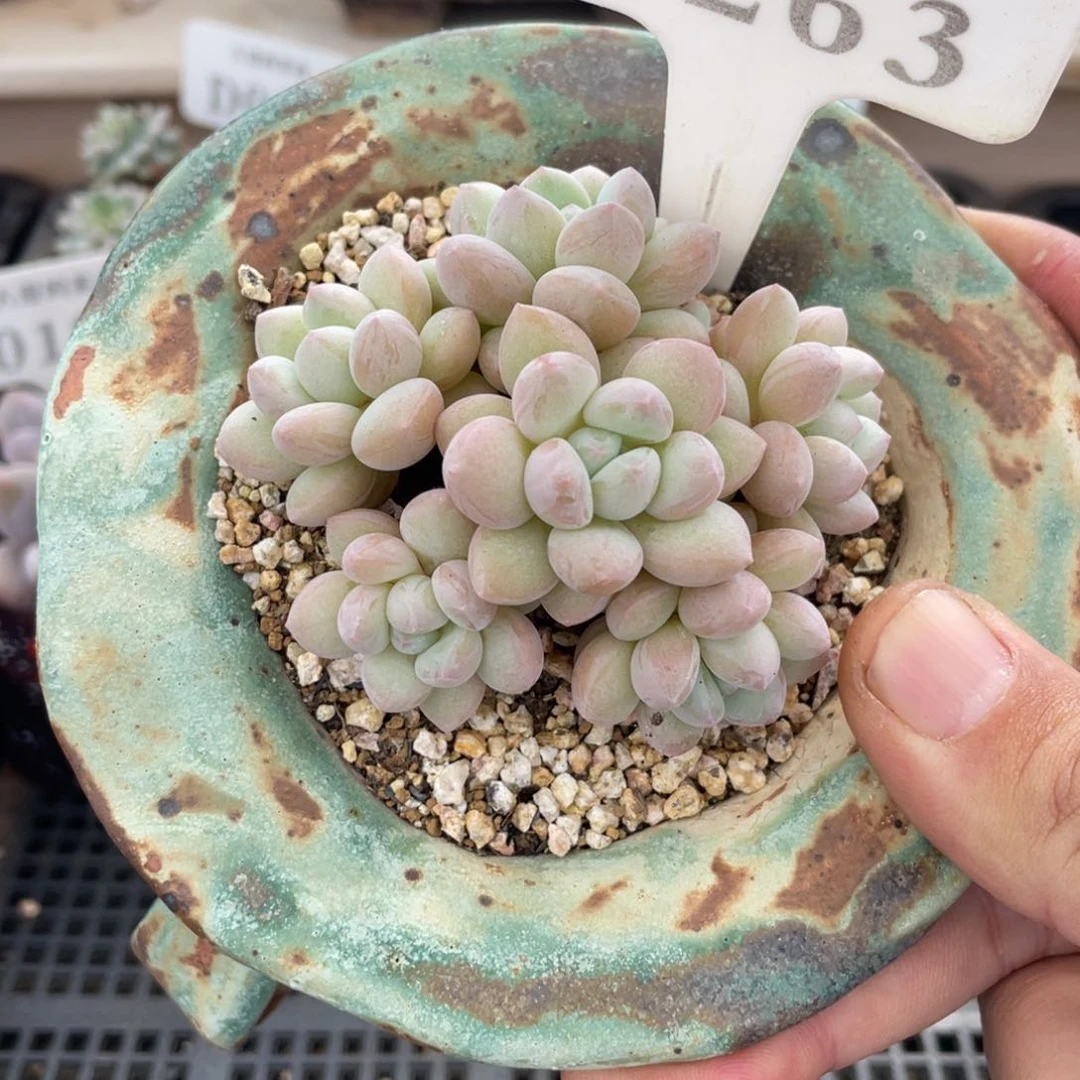 263泡泡糖不带盆7厘米