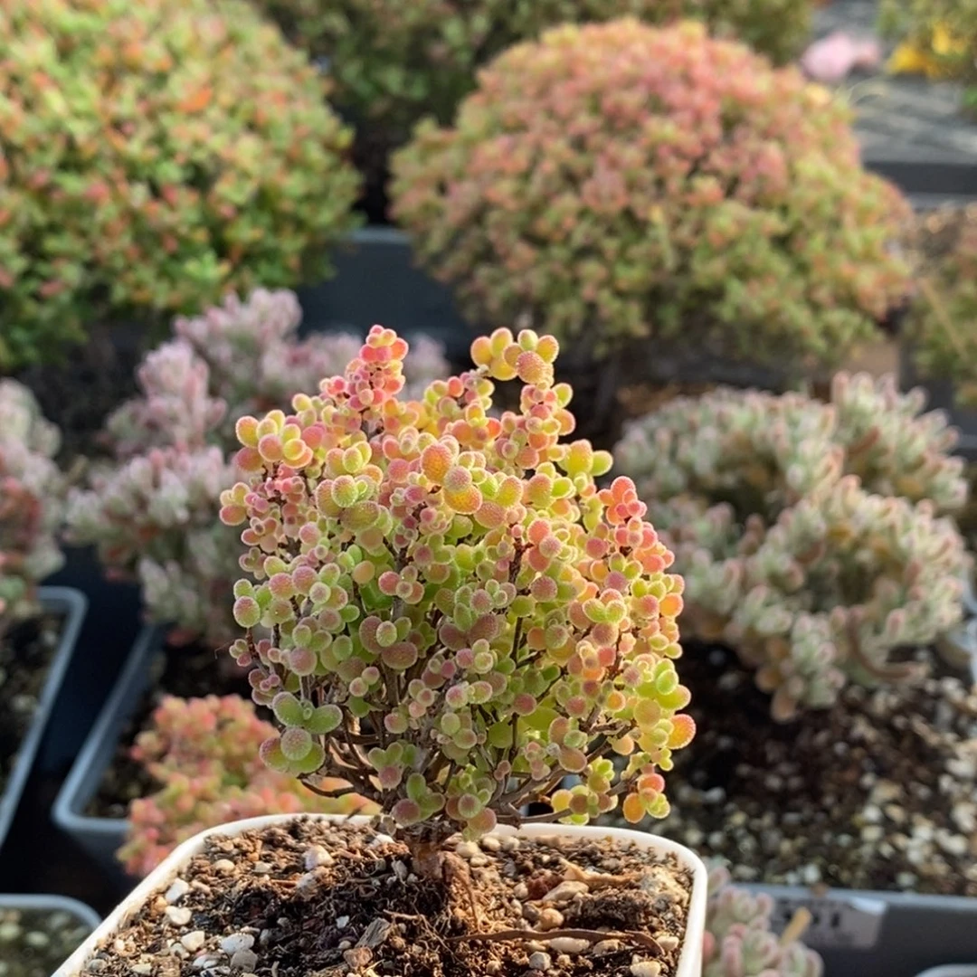 蜜橘糖球3342枝干番杏