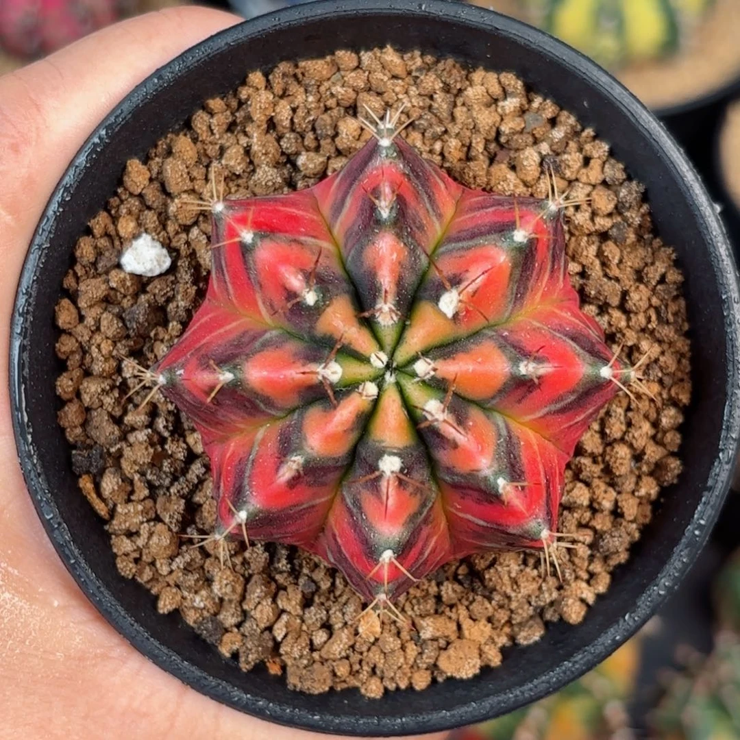 泰系米哈实生仙人球303