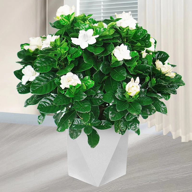 四季牡丹栀子花盆栽植物带花苞办公室内阳台开花卉好养浓香型树苗