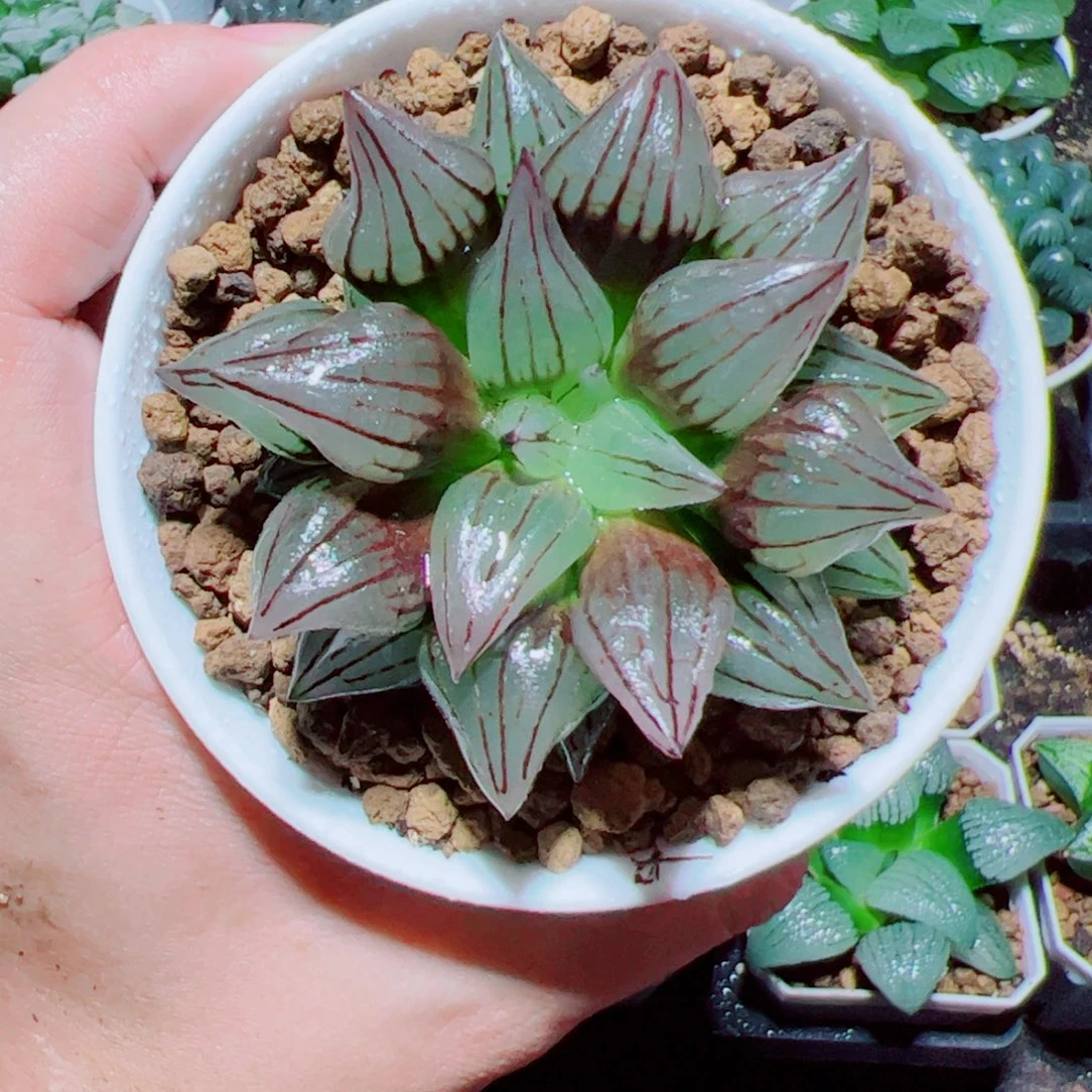 万象盆西瓜寿多肉植物