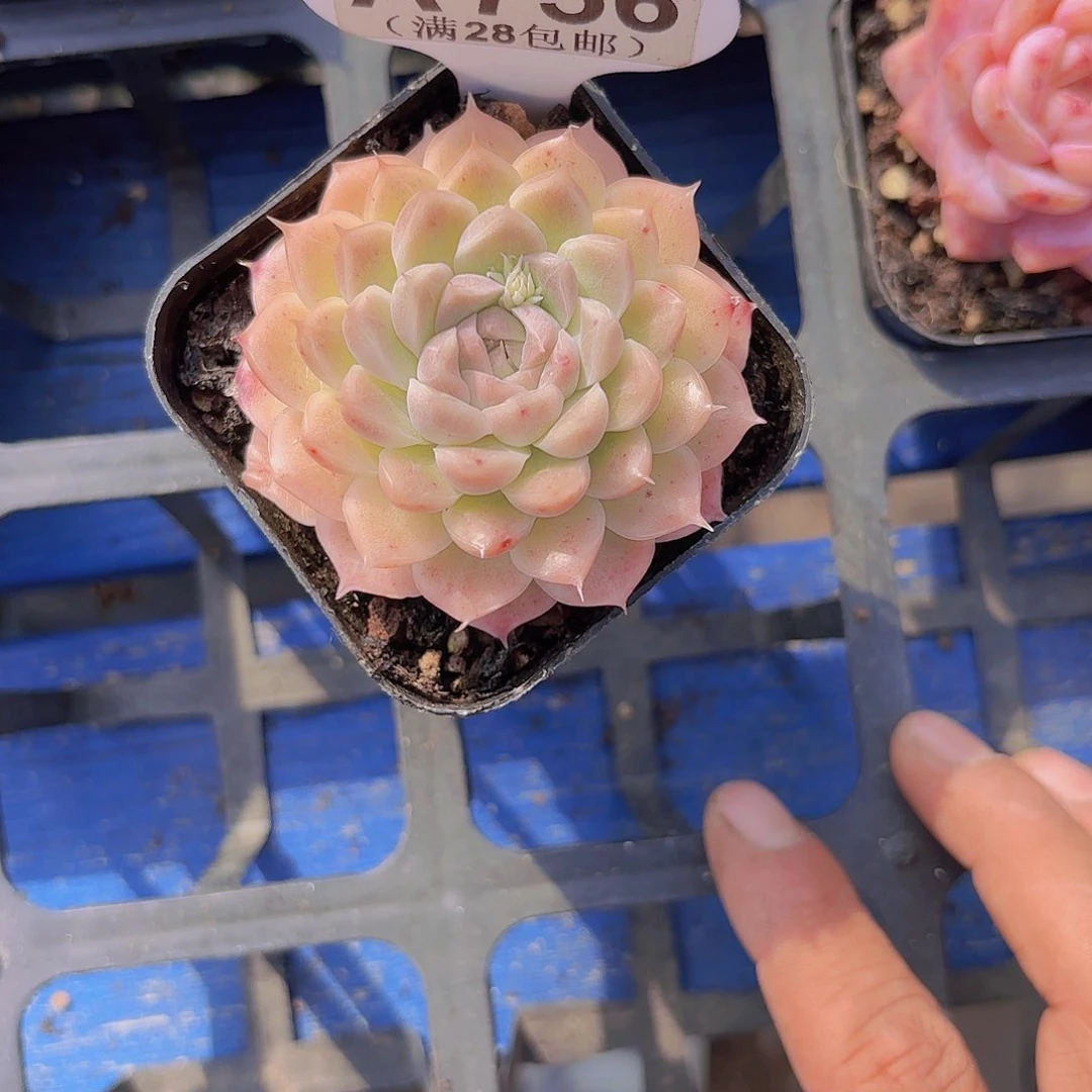 A756麦秆一物一拍