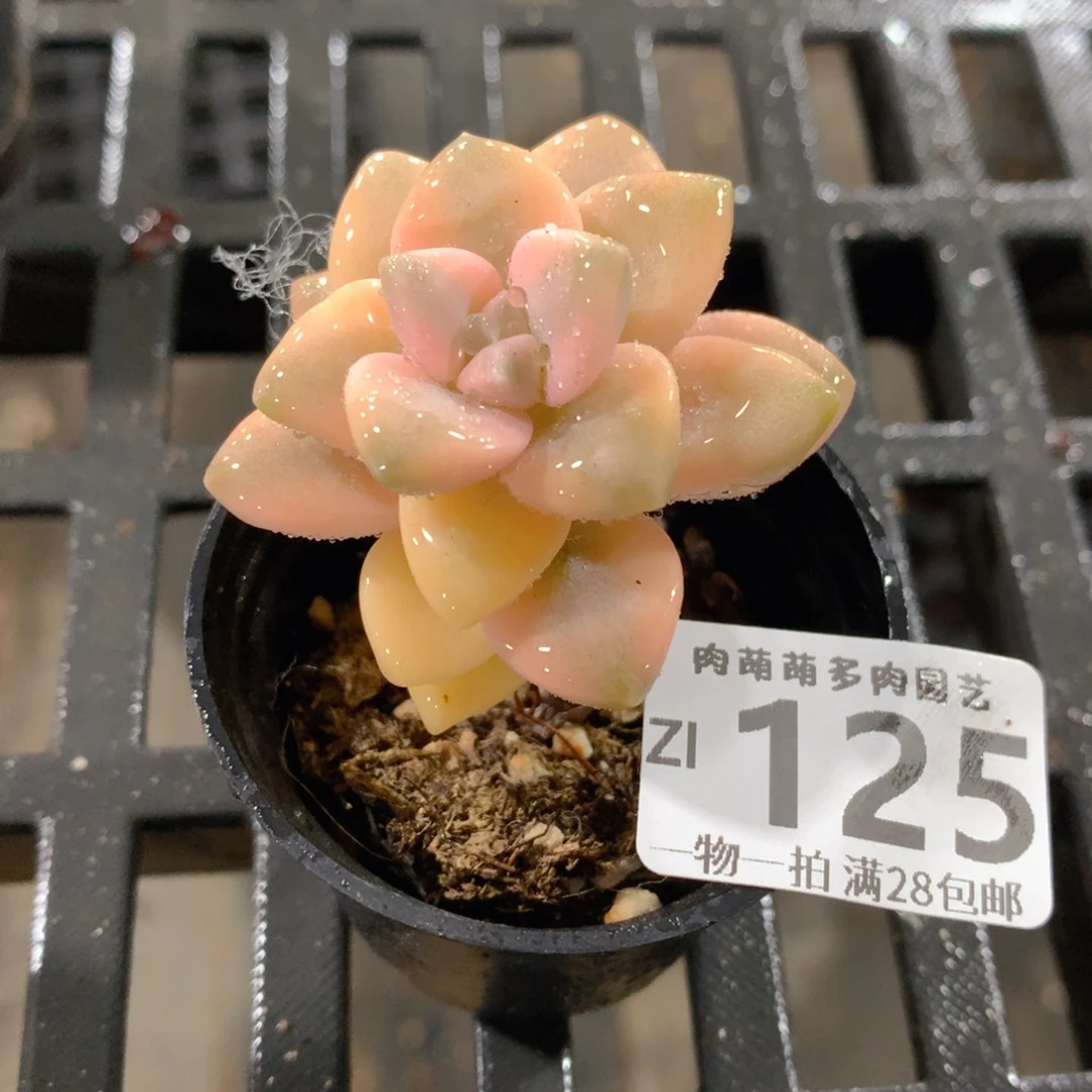 肉萌萌拇指盆精控多肉ZI125