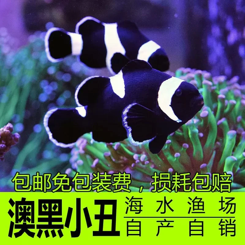 直播间链接号码牌小丑鱼热带海水鱼新手