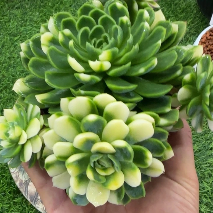 贝瑞锦多肉植物的时候