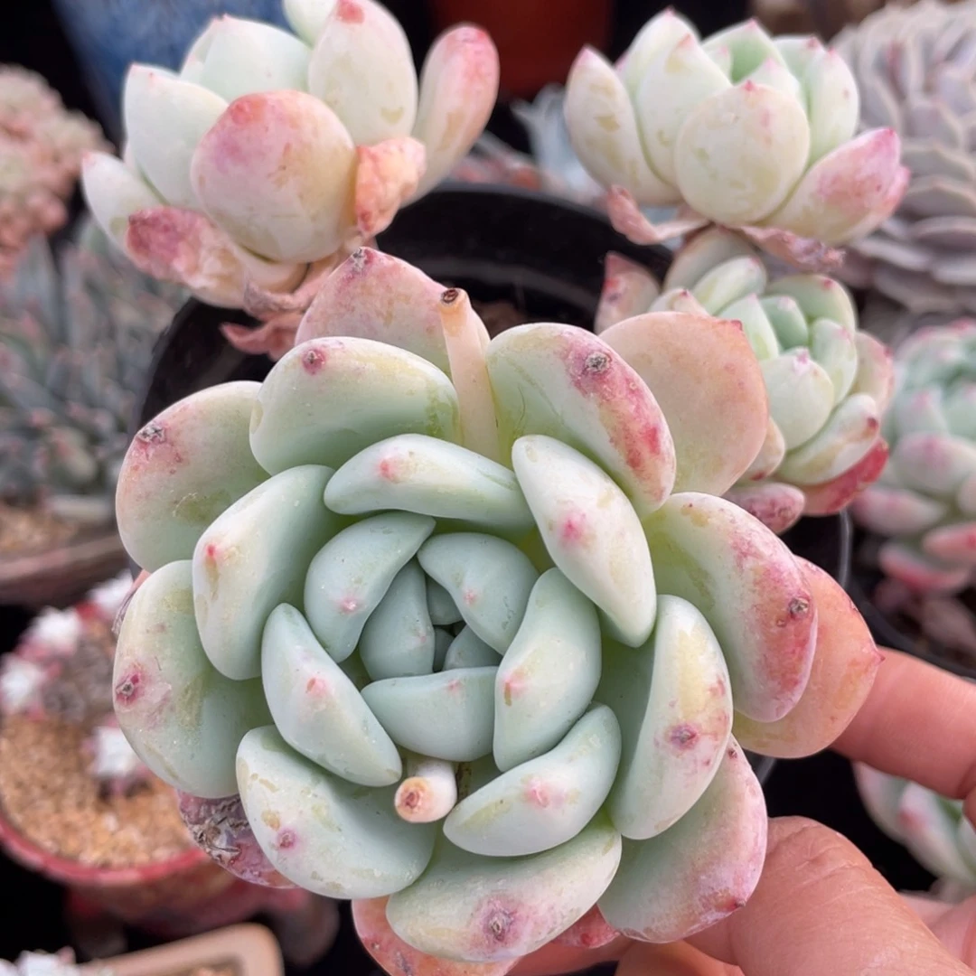 满38包邮望舒三头多肉植物