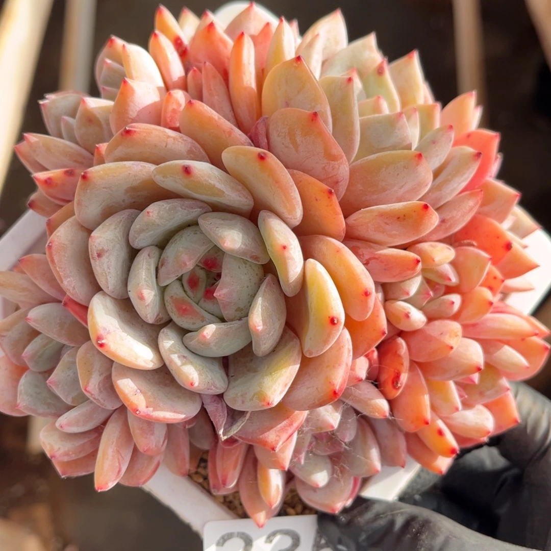 235号新疆西藏内蒙古不包邮