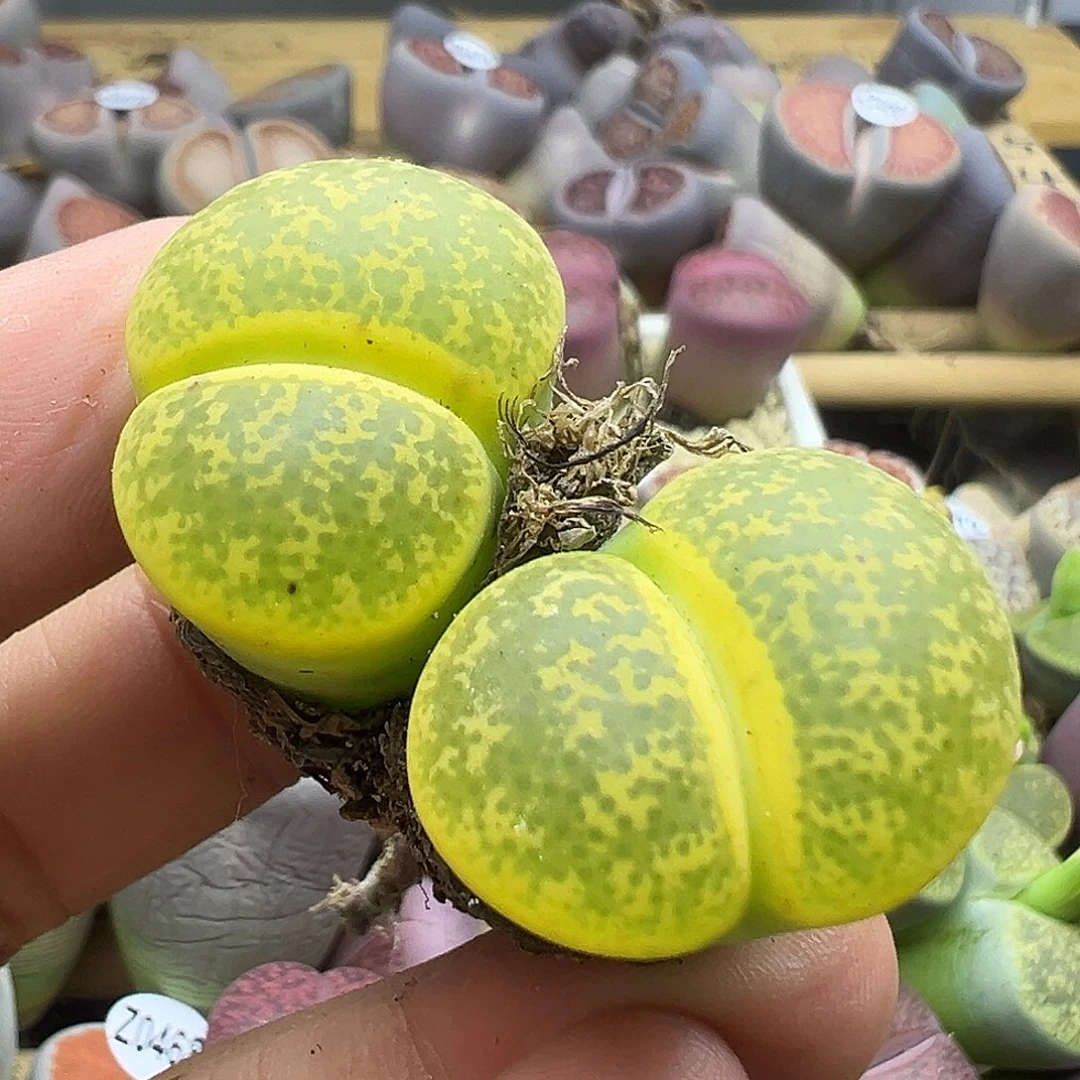 484有点干伤纯纯下播福利