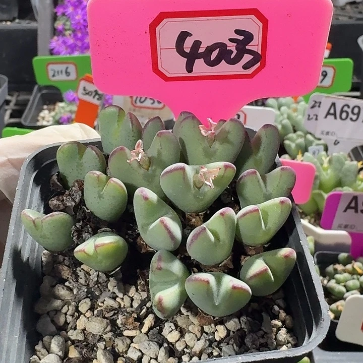 密密麻麻密密麻麻4023