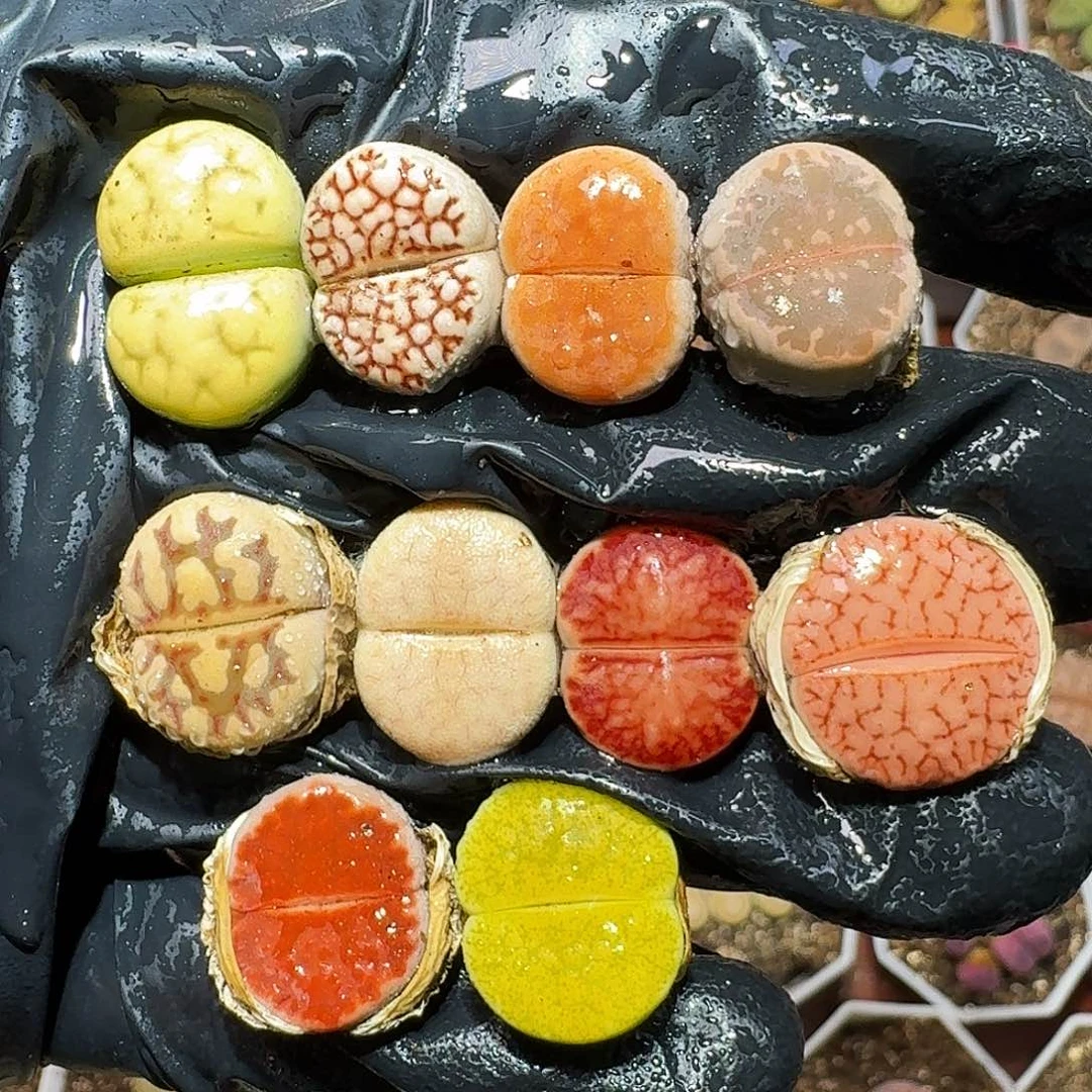 生石花等多种111111111。   213