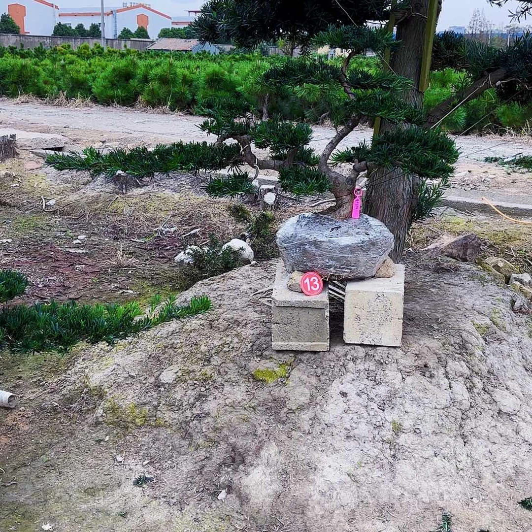 无花朵精品小叶雀舌罗汉松盆景