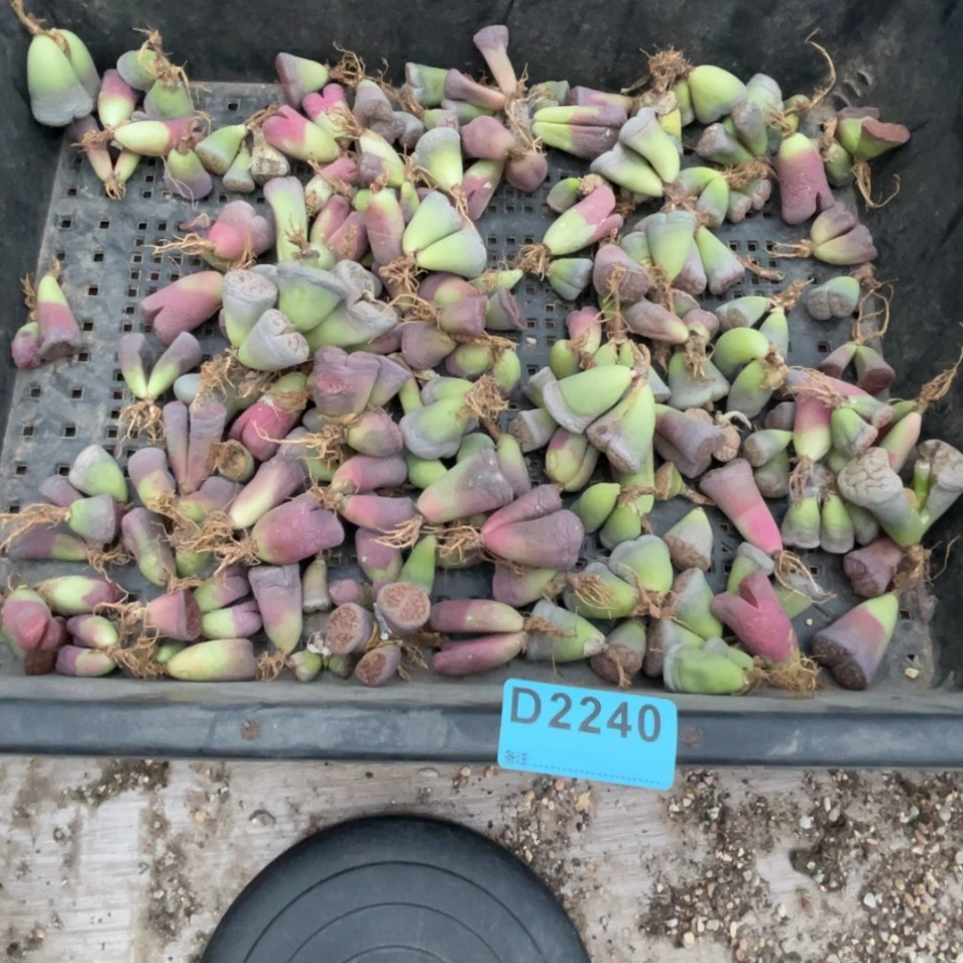 小***习2240筐福利不售后