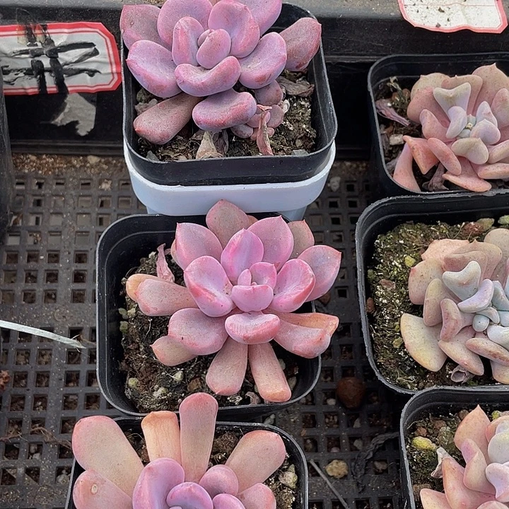 丘比特带盆土发货