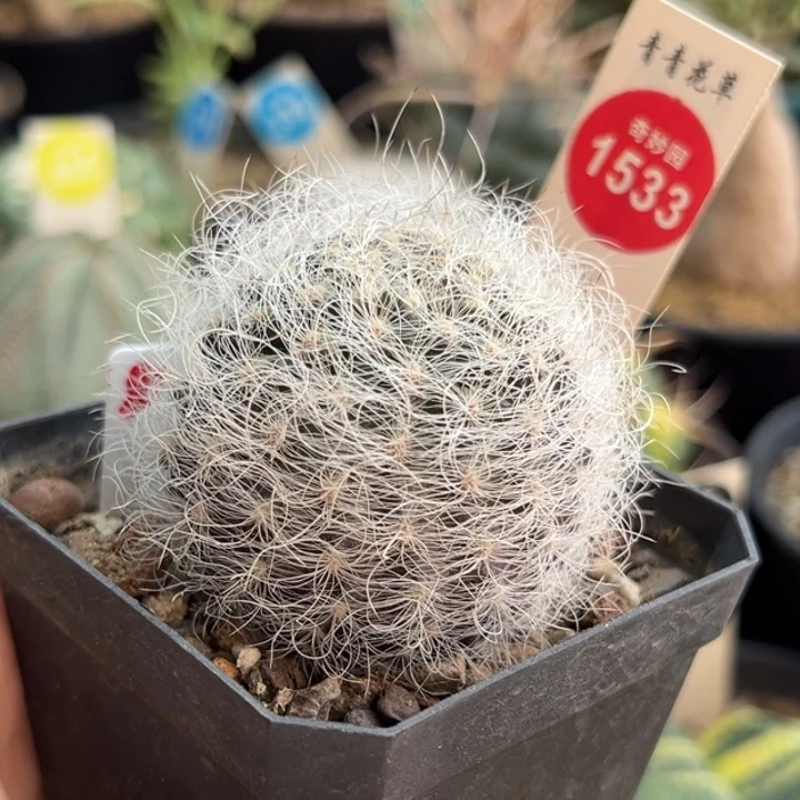 实生狂刺白翁玉4.9cm