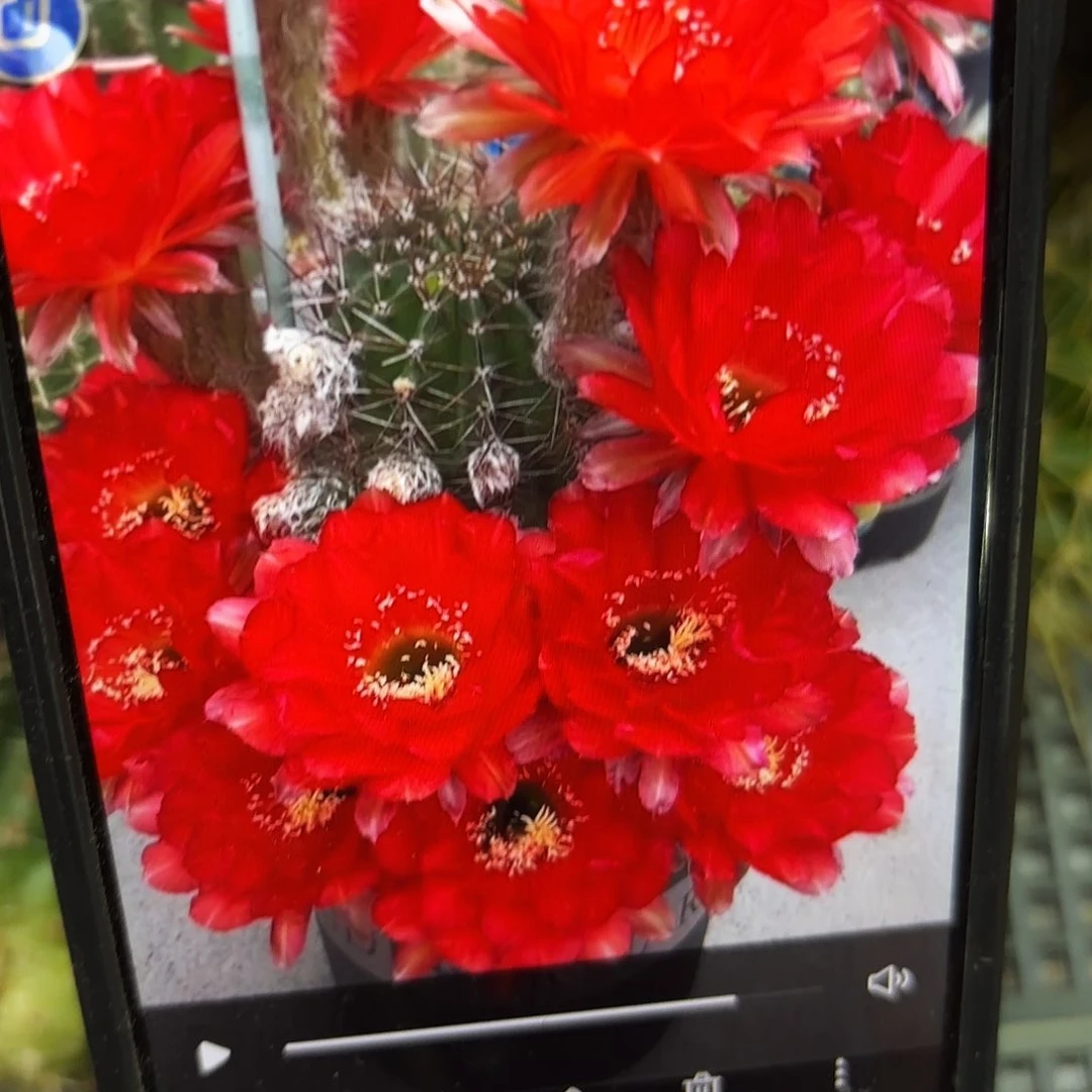 心火彩侧牙20包邮仙人球37