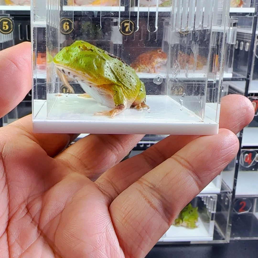 角蛙蝴蝶角蛙绿色