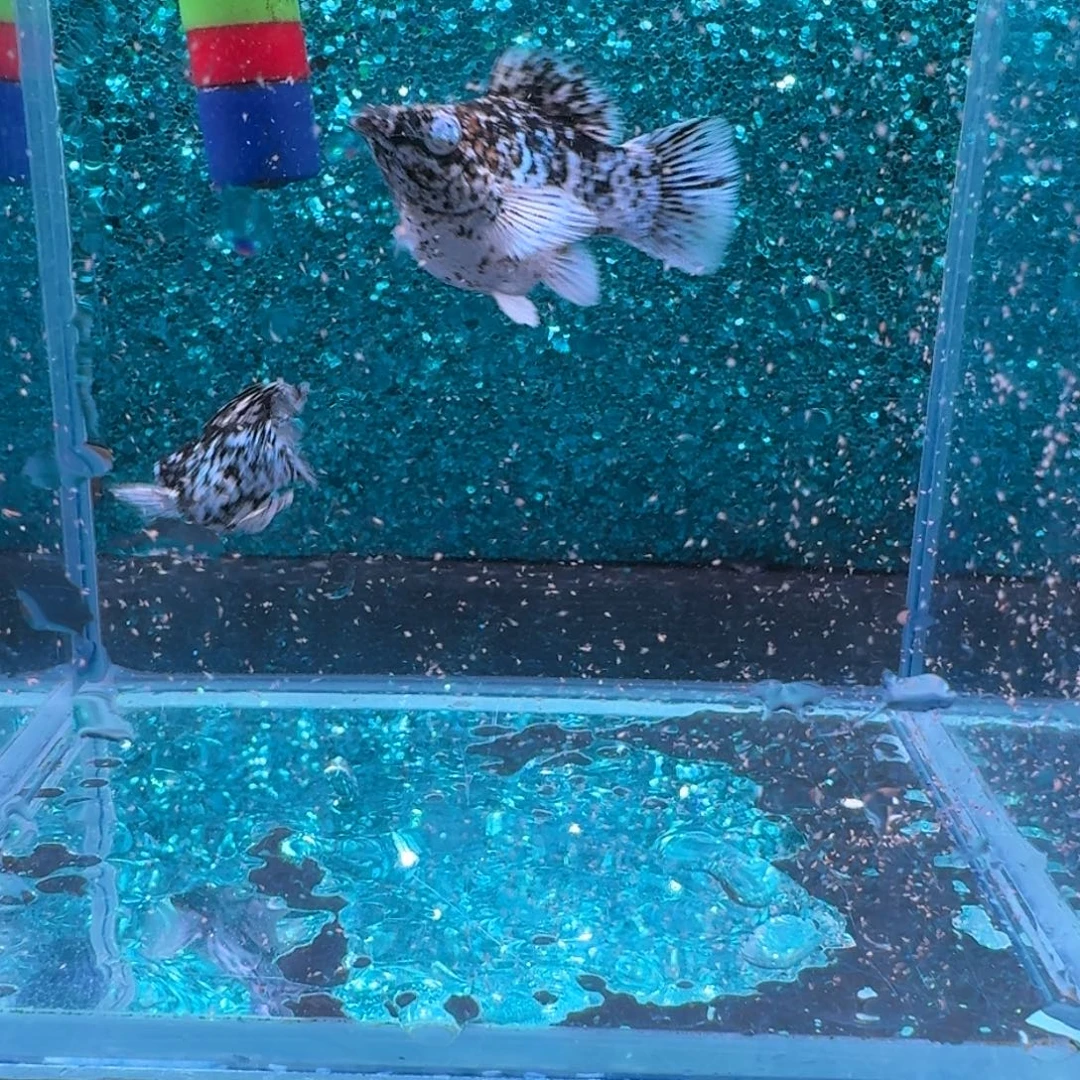 黑玛丽鱼522号玛丽2条