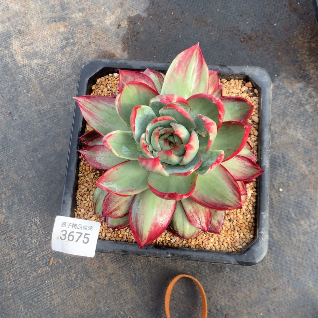 灼***华3675一物一拍18厘米