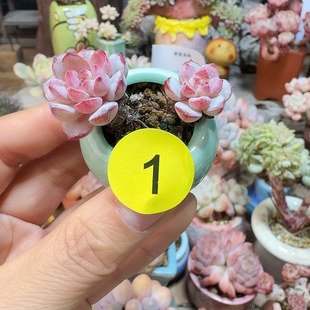 1 多肉含盆土 30元包邮非偏远