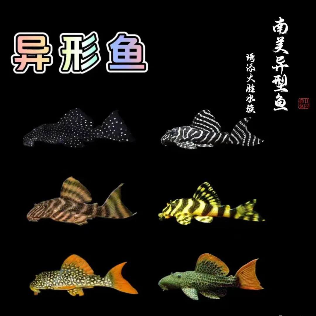 南美异型大合集观赏鱼