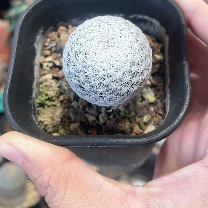 实生白鸟仙人球一颗