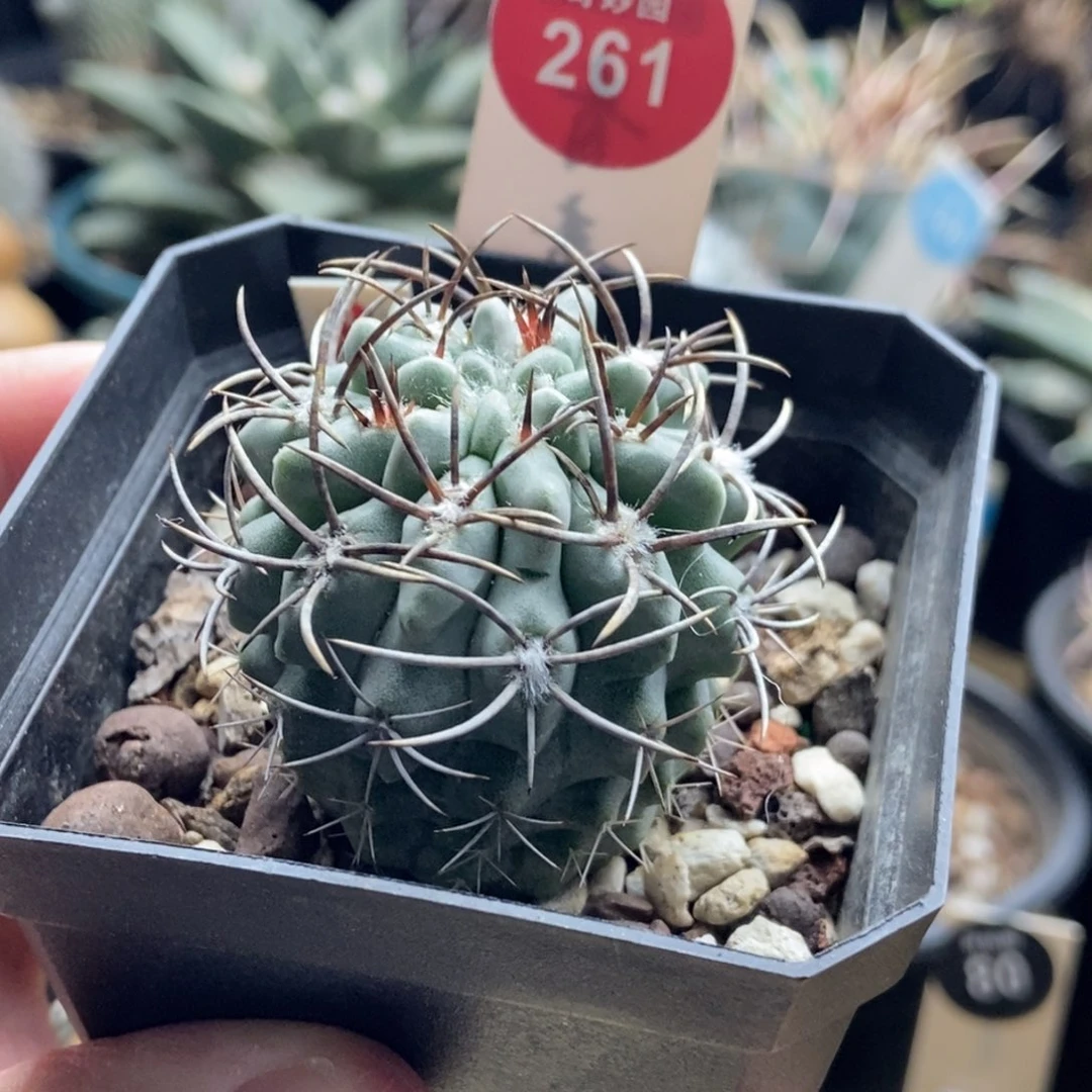 实生狂刺白肌素妆玉3.9cm