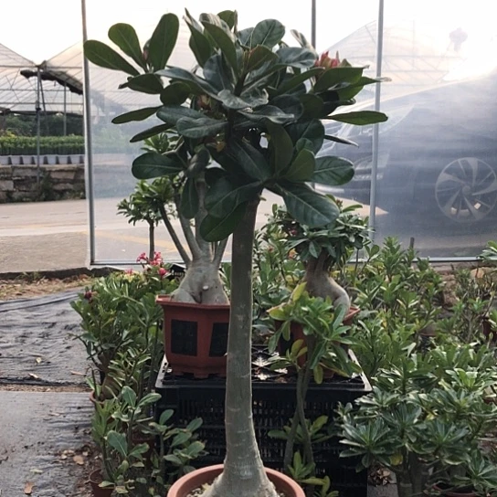 百变美人蟒蛇庄85
