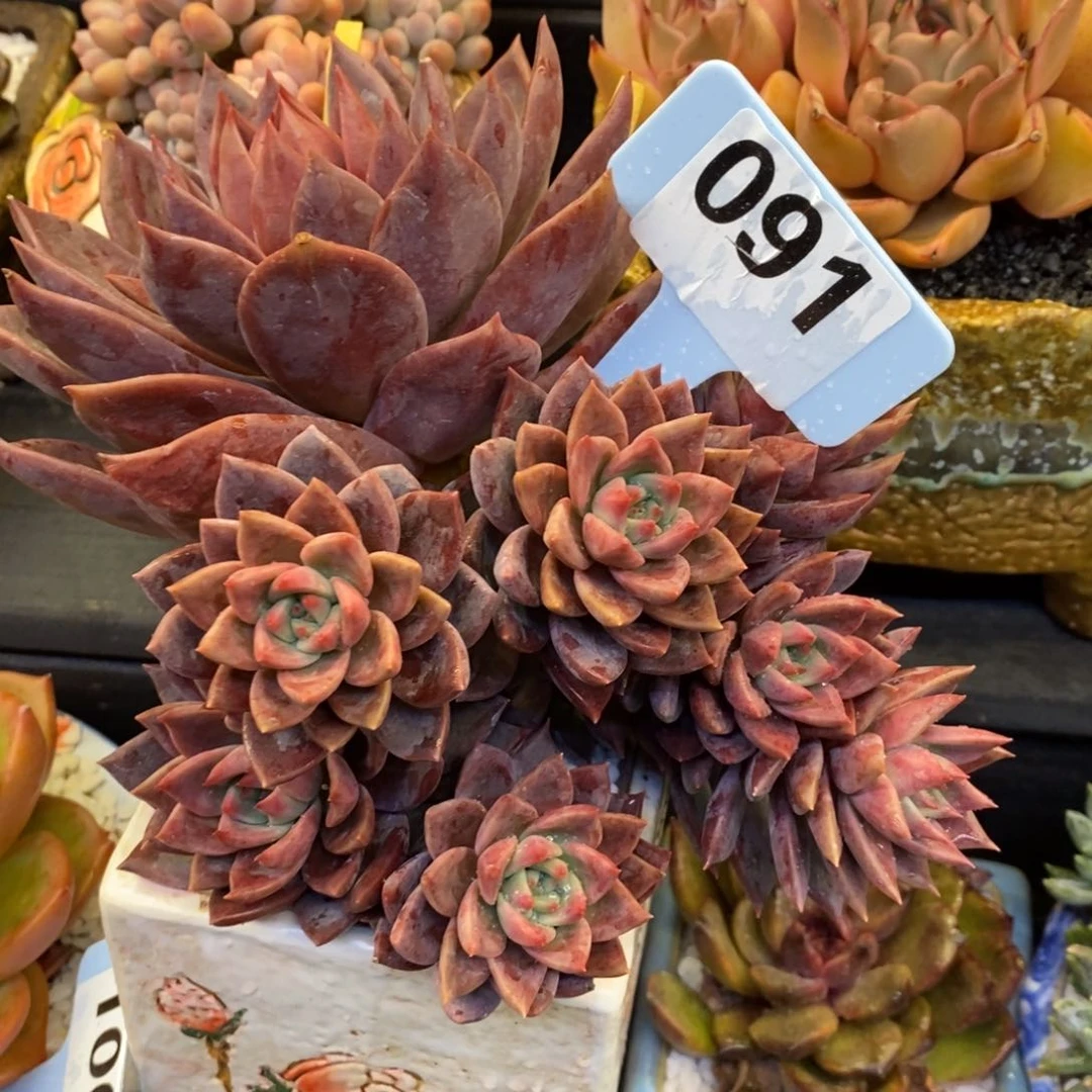红唐卡多肉植物盆栽