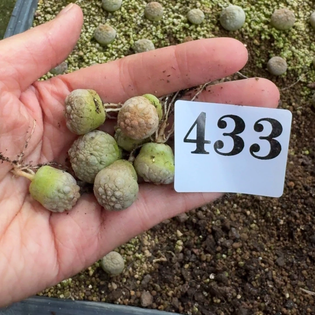 凝蹄玉一手一物一拍多肉