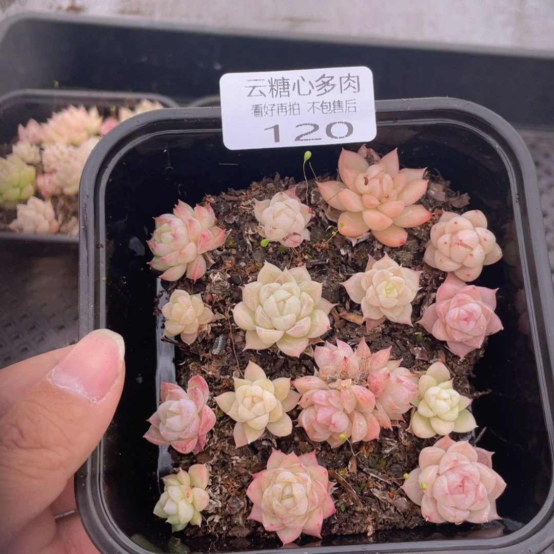 糕大上多肉植物120