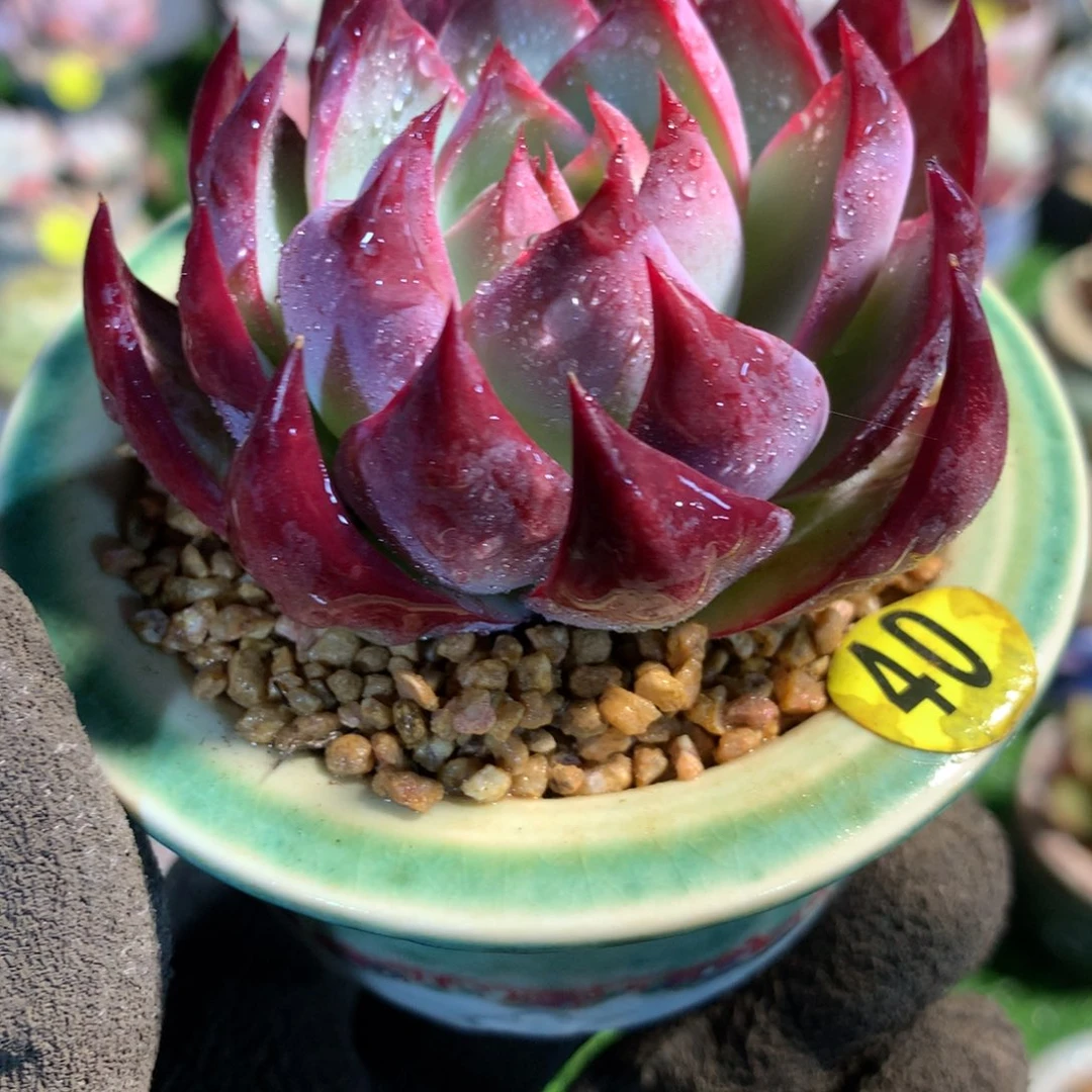 带盆      惊鸿仙子