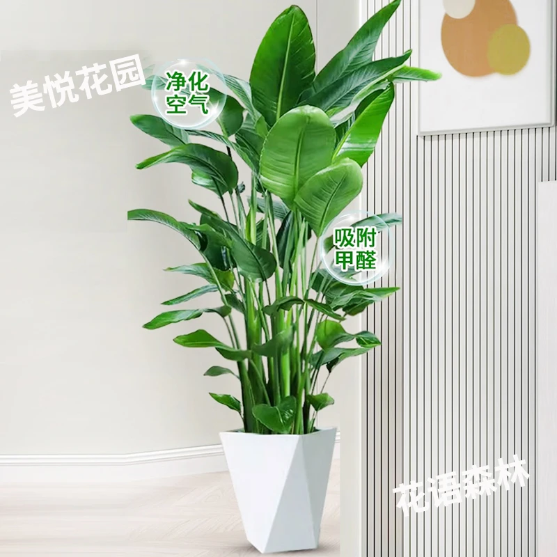 【1.3-1.5米】天堂鸟大型绿植室内外好养可净化空气