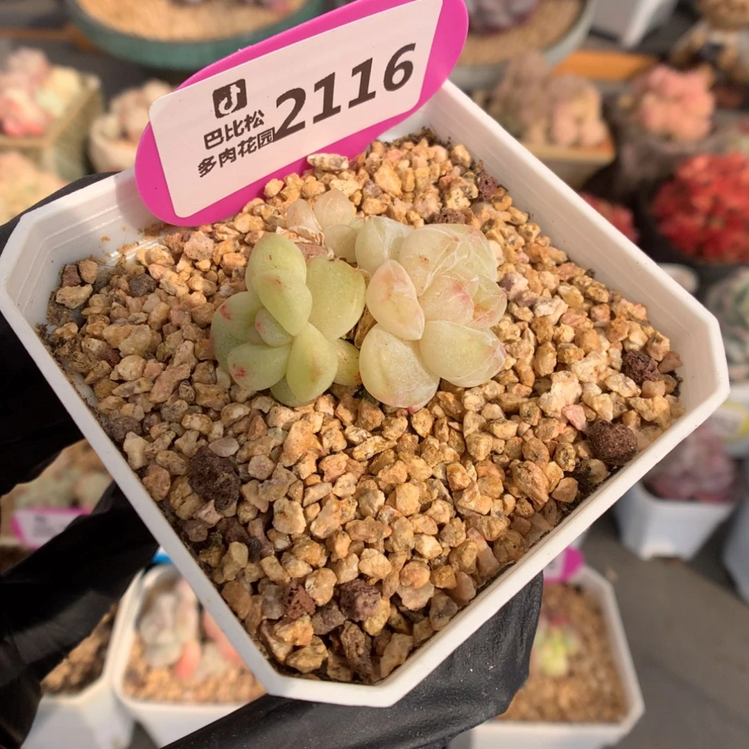 2116 冰玉石化多肉