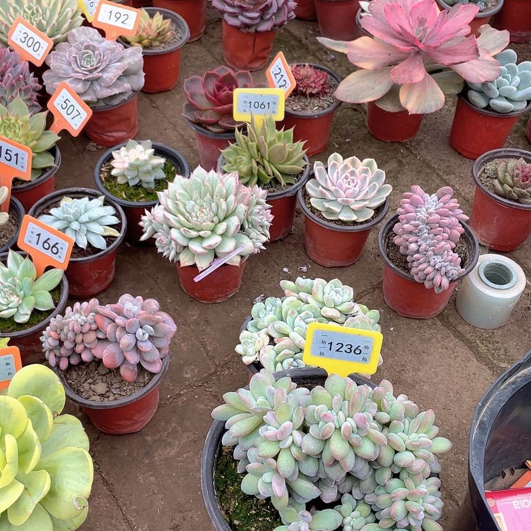 糖***）1236号多肉植物盆栽