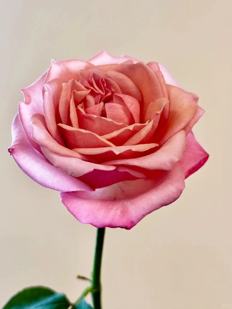 【草莓慕斯20枝】单头黄色玫瑰