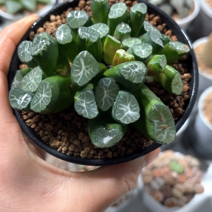 多头雪葵万象多肉植物