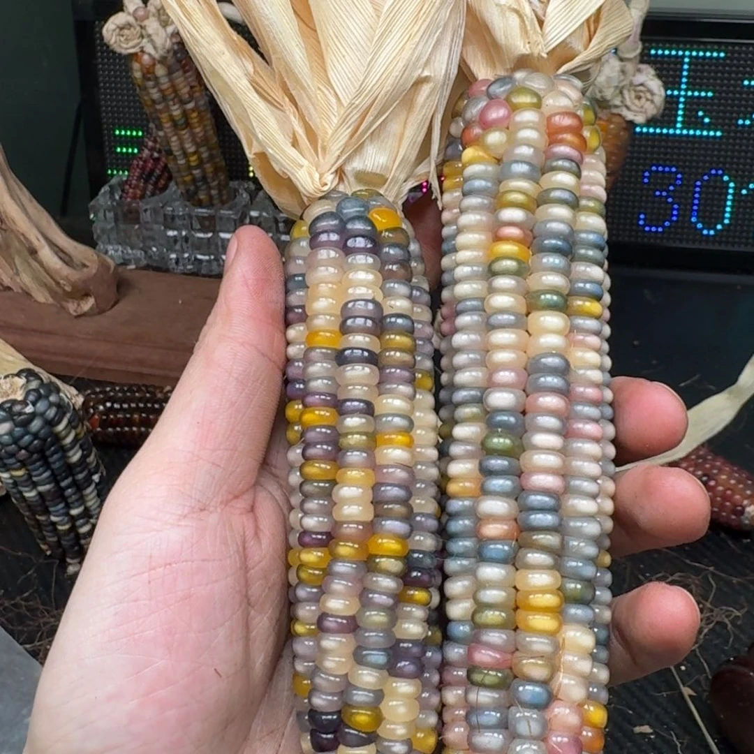 柏香籽/百香籽吊坠嗯*嗯