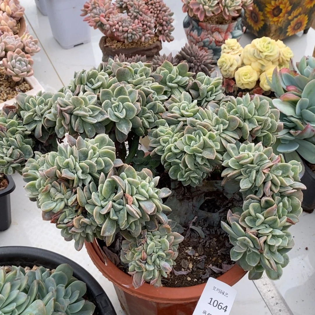 哈利沃森缀化多肉多肉064