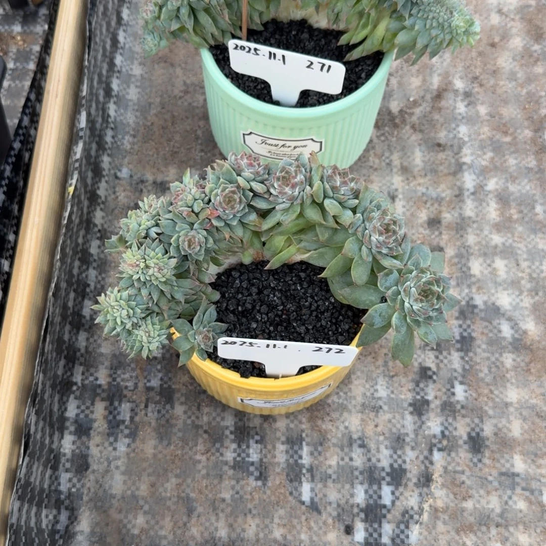 2025-11-1秘境冰魄缀化272