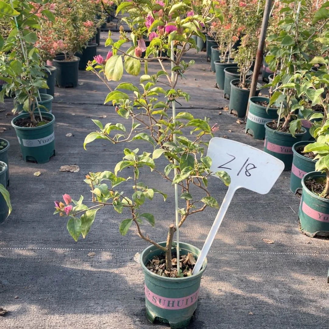 遇***见全部花朵巴西紫Z18