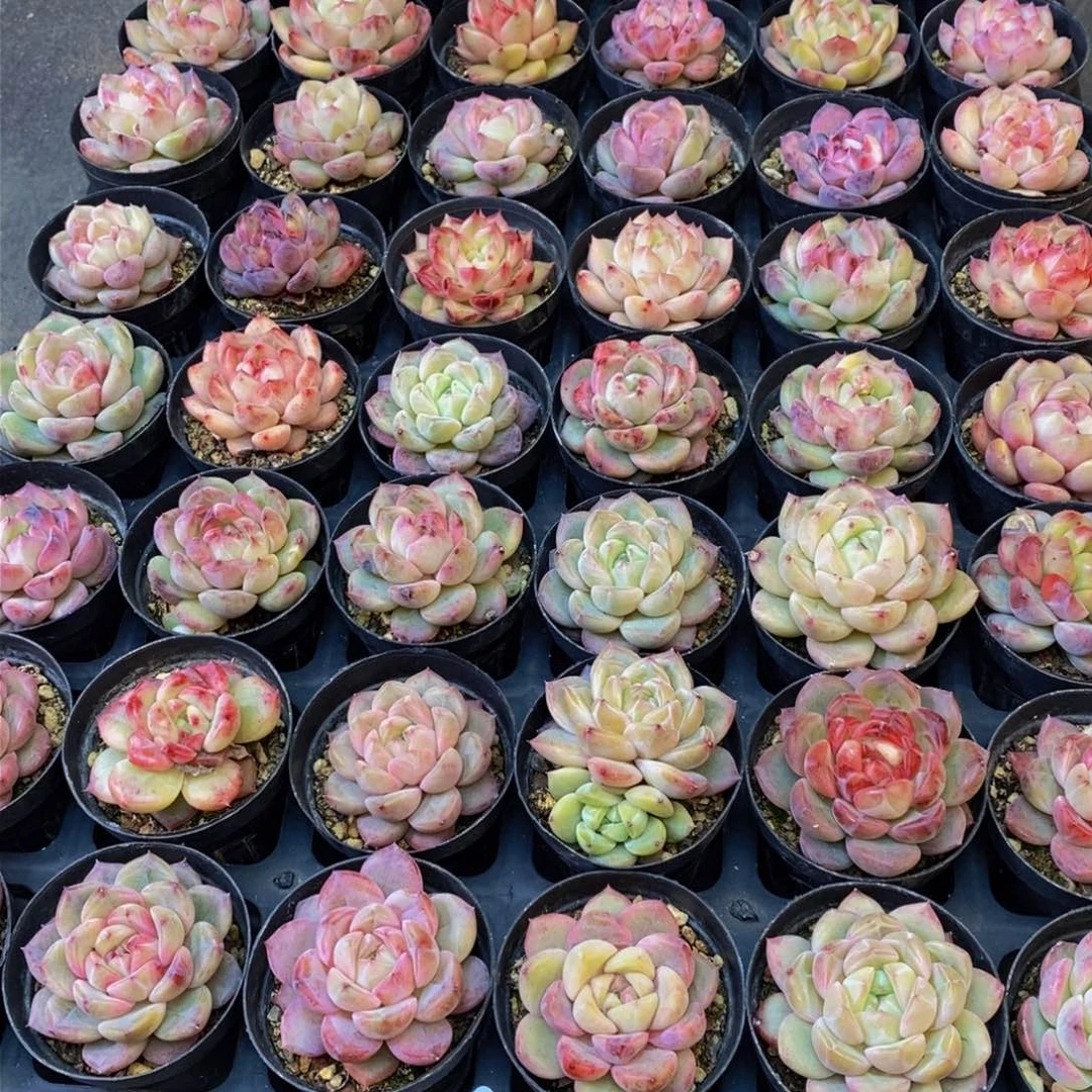 开*华570多肉植物保护研究所所长