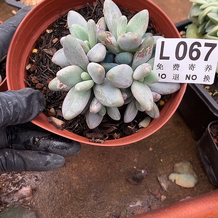 企鹅自然群 多肉植物 9.25号发