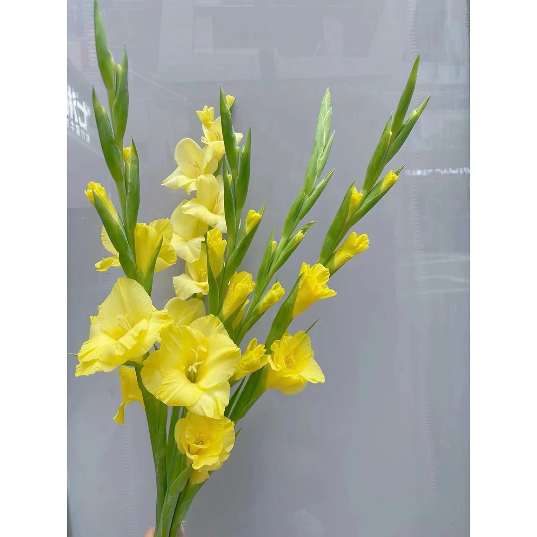 黄色剑兰5支/10支    节节高    批发花店 基地直发