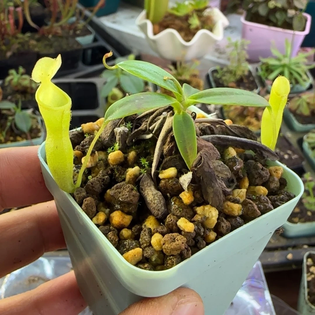 完全开放风铃猪笼草