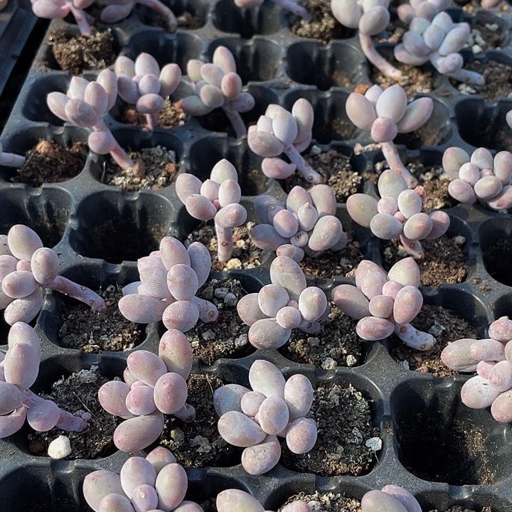 小汤圆1元带土发货